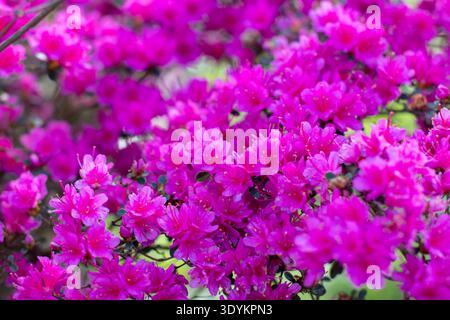 Close-up of a Japanese azalea bush completely covered with bright pink flowers. Lush spring garden bloom with dense blossoms creating a vibrant natura Stock Photo