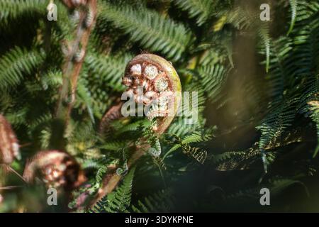 Young curled fern fiddlehead surrounded by dark green leaves moving in the wind. Shallow depth of field and motion blur create a dynamic natural fores Stock Photo