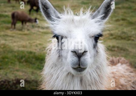 Close-up portrait of a white Llama looking directly at the camera in a rural pasture in the Andes Mountains of Ecuador. Other llamas grazing. Stock Photo