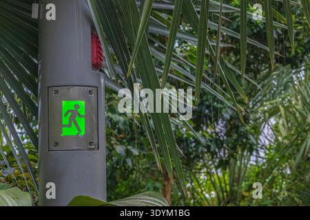 Illuminated green emergency exit sign mounted on a metal pillar inside a tropical greenhouse surrounded by palm leaves and lush vegetation, symbolizin Stock Photo