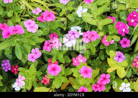 Madagascar periwinkle flower bed top view with colorful blooms creating a vibrant tropical background texture. Stock Photo