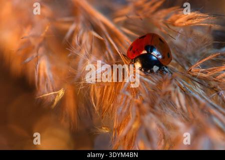 Close-up of a red ladybug resting on dry golden grass in the warm glow of sunset light Stock Photo