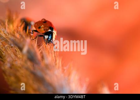Extreme macro of a ladybug with water drops on its shell climbing a golden blade of grass against a warm orange background Stock Photo
