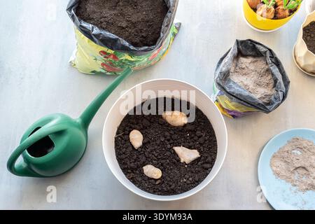 Planting ginger roots in a white plastic pot with soil. Home gardening process with watering can, fertilizer, and potting mix on the table Stock Photo