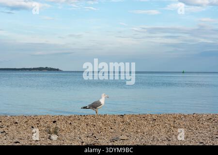 Lonely seagull standing on rocky pebble beach by calm blue sea on cloudy morning.  Stock Photo