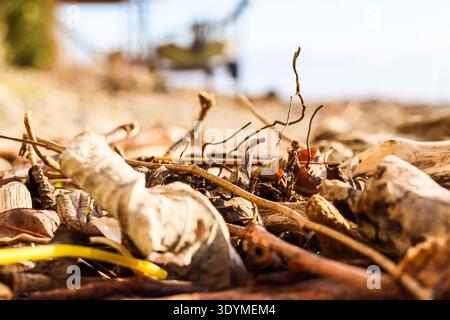 Scattered dry branches, leaves and small litter on pebble beach foreground with blurred boat behind Stock Photo
