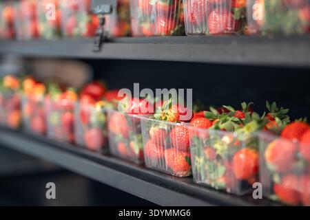 Red organic strawberries grown at smart farm packed in plastic boxes displayed on shelf in storage. Stock Photo