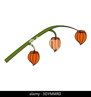 A branch of physalis with three flowers in cartoon style. Vector illustration isolated on a white background. Stock Vector