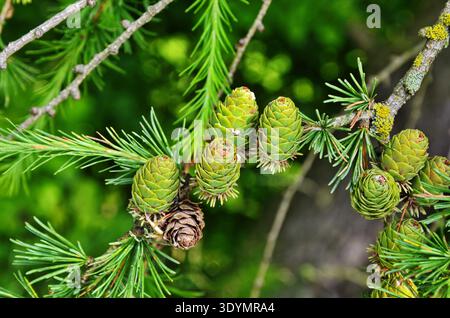 Bright green fluffy branches with cones of larch tree Larix decidua Pendula in summer day. Stock Photo