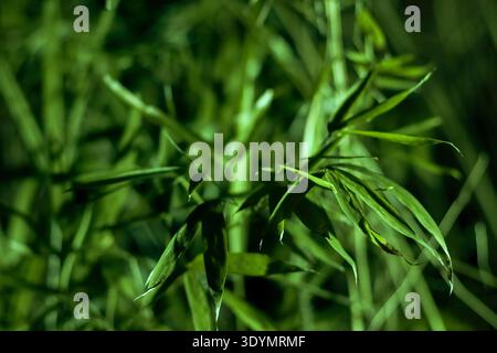 Vibrant green bamboo stalks and leaves glowing softly in a blurred natural background at dusk Stock Photo