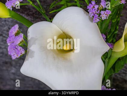 A pristine white Calla Lily blooms elegantly, surrounded by small purple statice flowers and green stems. Stock Photo