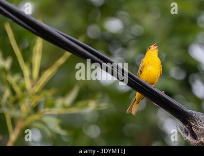 A bright yellow Saffron Finch bird perching on a black cable with its beak open singing against a blurred green background. Stock Photo