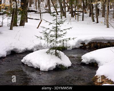 A small evergreen tree grows from a snow-covered mound in the middle of a narrow, flowing stream in a winter forest setting Stock Photo