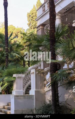 Vibrant young fan palm sprouting amid fallen autumn leaves near a textured old tree trunk in a serene woodland garden setting. Stock Photo