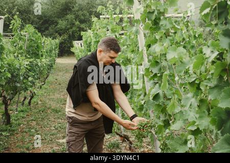 Middle aged farmer examining green grapes on vines. Winemaker checking crop quality before harvest in outdoor agriculture setting. Stock Photo