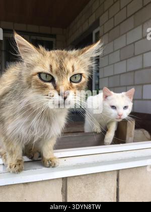 Two cats are near a door One cat is brown and fluffy while the other cat is white They are outside a building with a simple structure in bright light Stock Photo