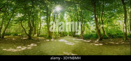 Sun-dappled path winds through a lush forest in Walcheren. Tall trees form a canopy, allowing bright sunlight to stream through, illuminating the fore Stock Photo