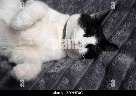Close-up of a black and white cat peacefully sleeping on a soft grey blanket with paws curled up Stock Photo