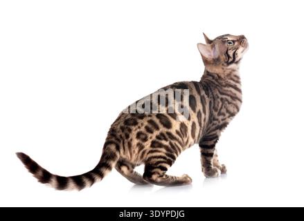 bengal cat in front of white background Stock Photo