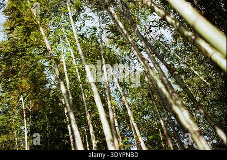 Tall bamboo stalks rising toward the sky in a dense grove, captured from a low angle with sunlight filtering through green leaves. Stock Photo