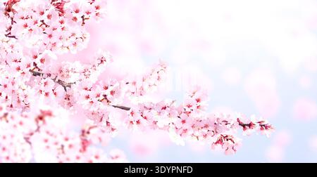Beautiful nature spring background with a branch of blooming sakura. Horizontal banner with cluster of sakura flowers of pink color on sunny backdrop. Stock Photo