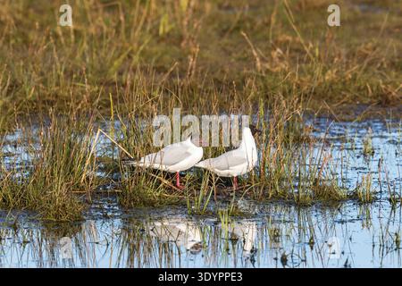 Black-headed gulls sitting at the water Stock Photo