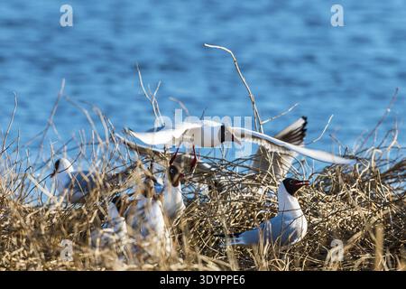 Black-headed gull flying over the bird colony Stock Photo