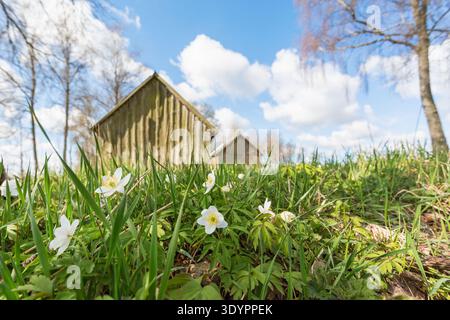 Blossoming Wood anemone in spring Stock Photo