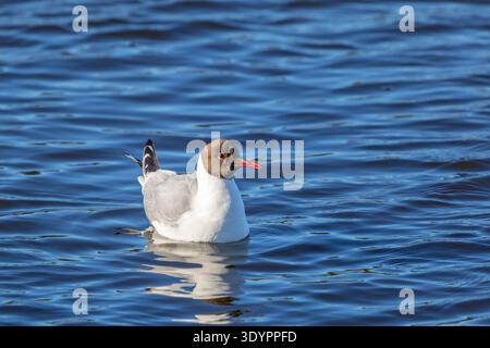 Black-headed gull swimming in the lake Stock Photo