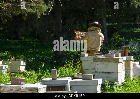 Beekeeper in protective suit using a smoker to calm honey bees while inspecting a honeycomb frame, managing the apiary for honey production and pollin Stock Photo