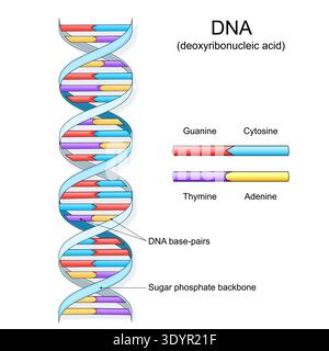 DNA structure. Complementary bases. Vector illustration. Medical diagram. Stock Vector