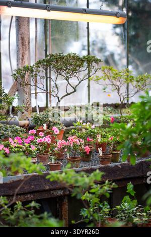 Red azalea blooming in glasshouse. Blossoming rhododendron in clay pot in greenhouse in spring time Stock Photo