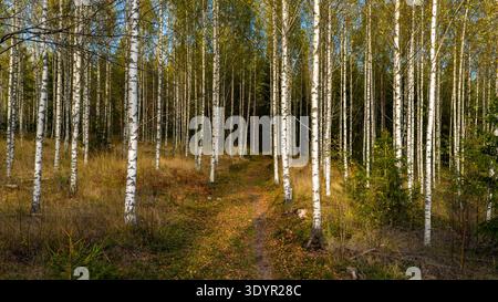 Aerial view of a sun-drenched path winding through a birch forest, the white trunks contrasting vividly with the golden autumn leaves, Enontekiö Kilpi Stock Photo