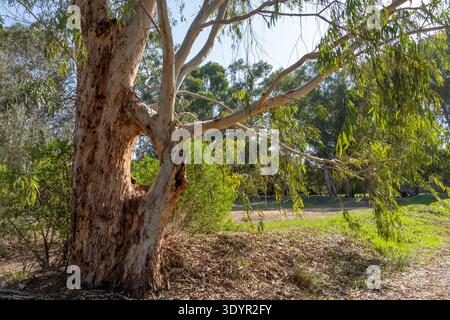 Eucalyptus tree trunk showing intricate bark texture, peeling layers, and a distinctive natural hollow in its structure, surrounded by green foliage u Stock Photo