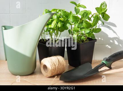 Potted basil and mint with a watering can, trowel, and twine on a wooden table Stock Photo