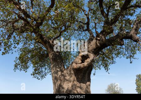 Old oak tree with a massive, gnarled trunk and branches extending into a canopy of green leaves, contrasting against a clear blue sky in a natural out Stock Photo