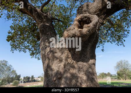Old oak tree with a massive, gnarled trunk and branches extending into a canopy of green leaves, contrasting against a clear blue sky in a natural out Stock Photo