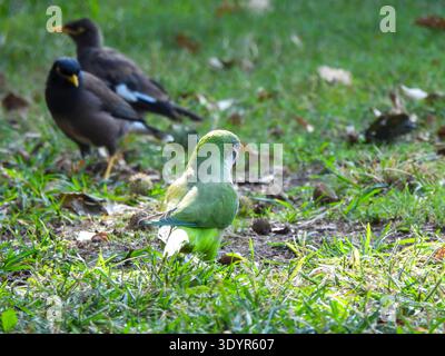 monk parakeet (Myiopsitta monachus), also known as the Quaker parrot, is a species of true parrot in the family Psittacidae.. Self-sustaining feral po Stock Photo