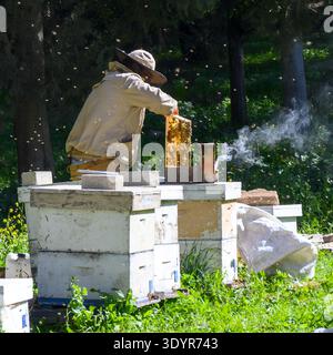 Beekeeper in protective suit using a smoker to calm honey bees while inspecting a honeycomb frame, managing the apiary for honey production and pollin Stock Photo