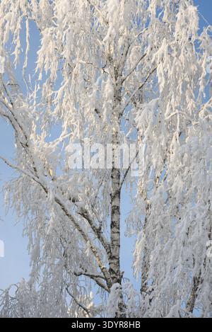 Close-up view of birch trees with branches heavily covered in fresh snow against a clear blue winter sky. Peaceful natural scene ideal for winter back Stock Photo