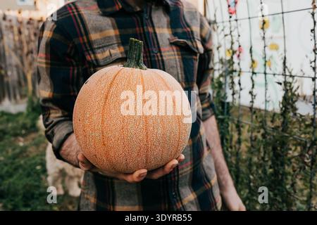 Close up of adult man holding small baking pumpkin in hand in garden Stock Photo