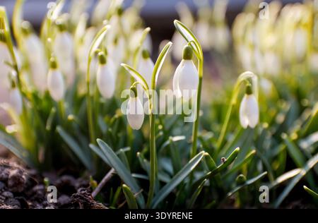 First spring flowers. White snowdrops Galanthus blooming in the garden under warm sunlight. Early spring nature background. hello spring backdrop. Stock Photo