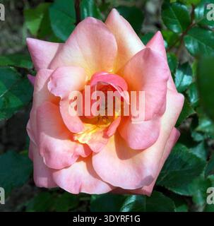 Edelrose, Cocker Stock Photo