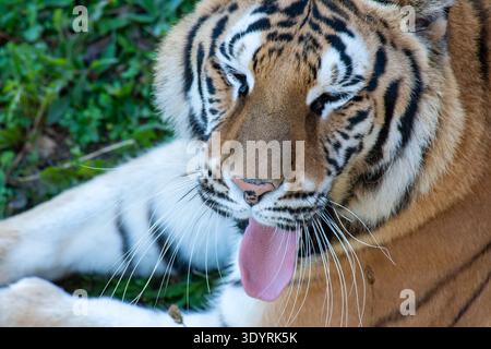 The Bengal tigers at the Natural Park near Santander are probably the most beautiful ones I have seen. close up of tiger face, grooming. Stock Photo