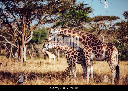 View of giraffes grazing in the golden savanna, their patterned hides blending with the dry grass under the Ugandan sun, Kampala, Central Region, Ugan Stock Photo