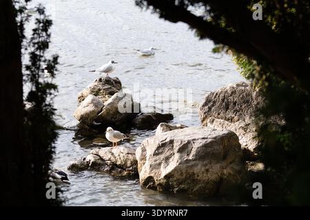 Seagulls resting on rocks by the sea, framed by foliage, coastal natural scene. Stock Photo