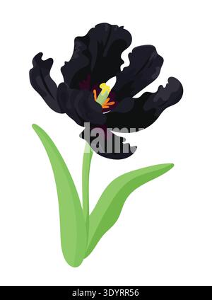 Black Parrot Tulip flower. Flat vector clipart, illustration with isolated background. Stock Vector