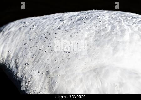 Close-up of swan feathers with water droplets, Lithuania Stock Photo