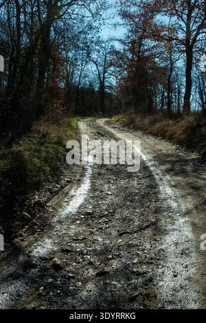 A winding, unpaved dirt road cuts through a dense forest during late autumn. Haute Loire, Auvergne Rhone Alpes, France Stock Photo