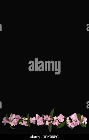 Floral layout of pink hydrangea flowers on a black background. Top view, flat lay, bottom border. Festive floral background Stock Photo